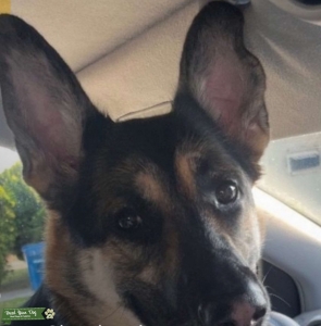 German shepherd  Listing Image