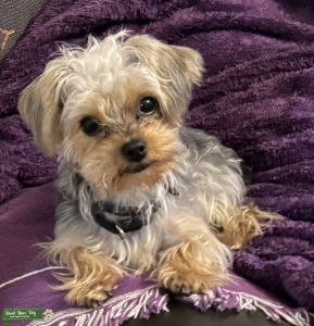 Teacup Yorkiepoo Listing Image