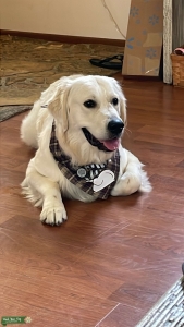 English Cream Golden Retriever  Listing Image