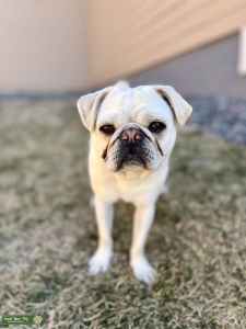 White Pug Listing Image
