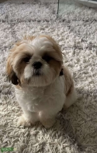 Handsome Shih-Tzu Listing Image