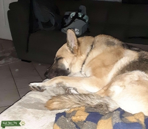 Happy dog Listing Image