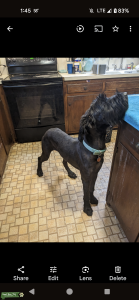 Available for stud Listing Image