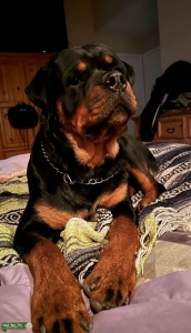 Champion Bloodline AKC German Rottweiler Listing Image