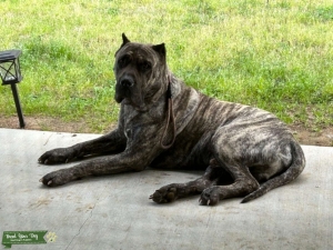 Brindle Presa Canario Male  Listing Image