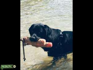 Big Loving Newfoundland/Black Lab Listing Image