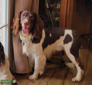 Tri-Color English Springer Spaniel for Stud Listing Image