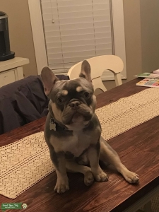 French Bulldog Stud Listing Image