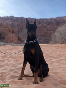 Male Dobermann Stud (black & rust) Listing Image