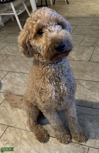 Red/Blonde Goldendoodle Listing Image