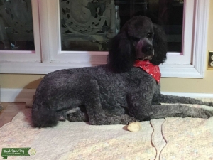Royal Standard Poodle Stud Listing Image