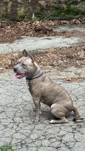 Blue Brindle Listing Image