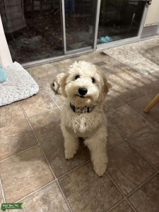 F1b Mini English Cream Goldendoodle  Listing Image
