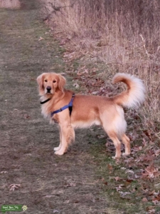 Golden Retriever  Listing Image