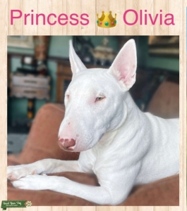 Chocolate Colored White Female Listing Image