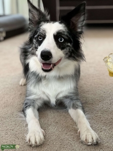 ABCA Blue Merle Listing Image