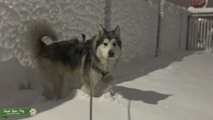 Giant Alaskan Malamute Stud Listing Image