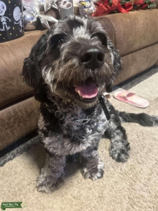 Mini Goldendoodle Stud Dog Listing Image