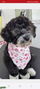 Black and white havanese  Listing Image