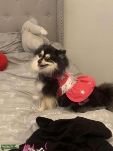 Black and tan Pomeranian  Listing Image