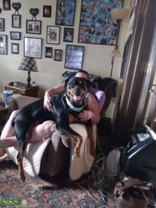 Beautiful Rottweiler Listing Image