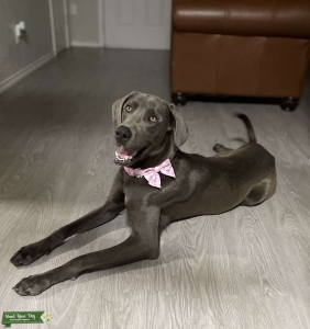 Great Dane  Listing Image