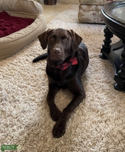 Perfect Chocolate Lab Listing Image