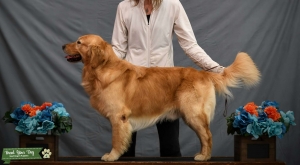 CHIC Number and Int'l CH Golden Retriever at Stud! $1000 Listing Image