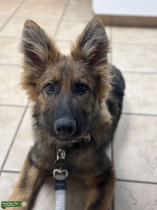 Sable German Shepherd for Stud Listing Image