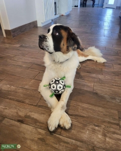 Dry Mouth St. Bernard Listing Image