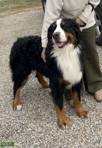 OFA AKC Berner Stud  Listing Image