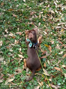 Chiweenie first breeding  Listing Image