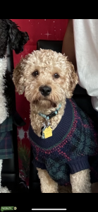 Golden Cavapoo Listing Image