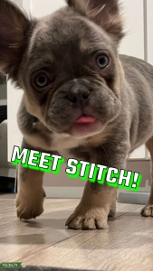 Fluffy Frenchie Listing Image