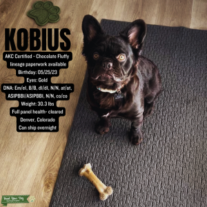 1 YR OLD STUD- Beautiful Chocolate Fluffy Frenchie  Listing Image