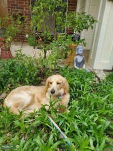 Comfort Retriever seeking Cockapoo stud Listing Image