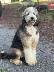 Standard Labradoodle Listing Image