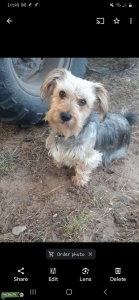 Tri colored stud/Morkie(maltese/yorkie) Listing Image