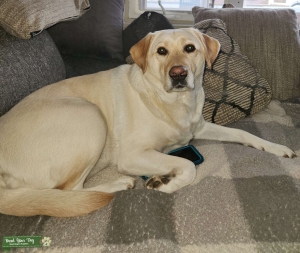 In need of Stud Labrador Retriever stud ASAP  Listing Image