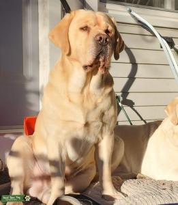 English Yellow Labrador Retriever Listing Image