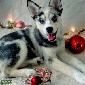 Female pomsky, ready to breed in a few months  Listing Image