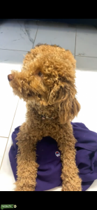 AKC Purebred Cream Poodle Listing Image