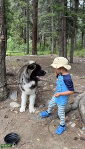 Sweetest Japanese Akita Stud Listing Image