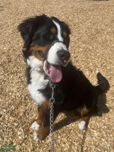 Female Bernese Mountain Dog  Listing Image