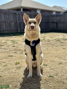 Liver and Tan German Shepherd  Listing Image