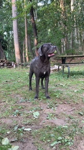 Grey Cane Corso Listing Image