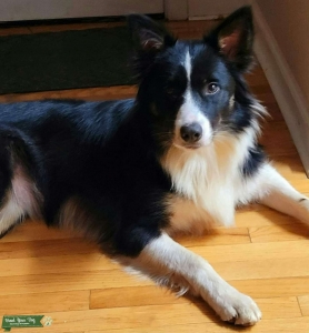 Border Collie Bitch Listing Image