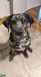 Stud catahoula/golden. Color + personality  Listing Image