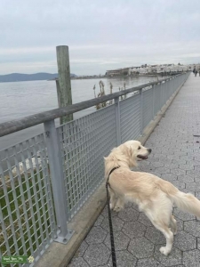 Male retriever available  Listing Image