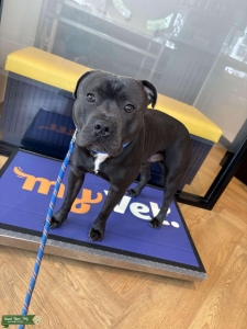 Full English blue Staffy for stud  Listing Image